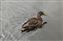duck.JPG