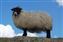 sheep.JPG