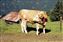 cow2.jpg