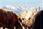 cow4.jpg